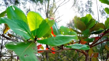 yeşil yaprakları ile doğal arka plan