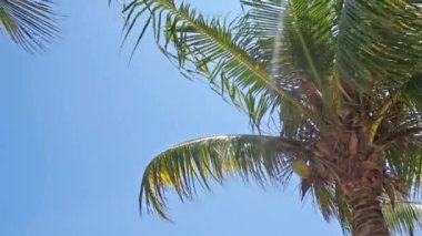 palmiye ağaçları, tropik sahil