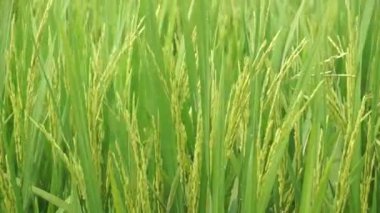 Pirinç tarlası. Sarı çeltik pirinç tarlasının kapatılması