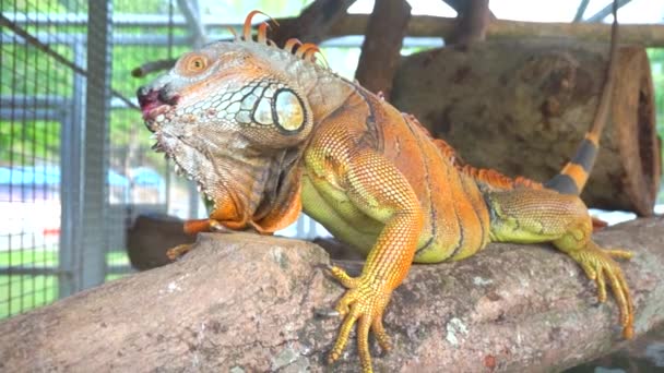 Multicolor Bela Iguana Close Réptil — Vídeo de Stock