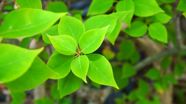 Beautiful Green Leaves Natural Background — Stock Video