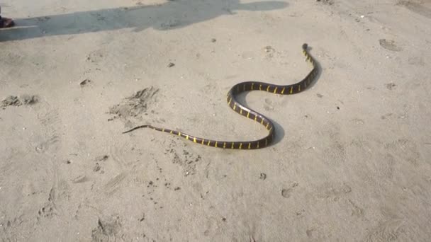 Serpiente Animal Sobre Fondo Natural — Vídeos de Stock