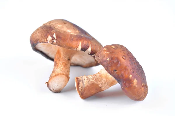Mushroom Isolated White — Stock Photo, Image
