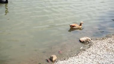 gölde yüzen ördek kuş