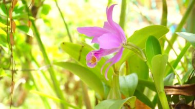 Arka planda güzel pembe çiçek, yakın