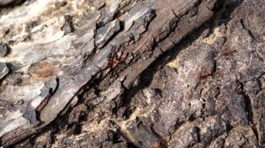 Kerengga karıncalar arka planda bir ağaç üzerinde, yakın