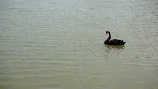 Cygne Oiseau Lac Sur Fond Naturel — Video