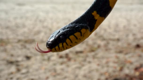 Serpent Animal Sur Fond Naturel — Video