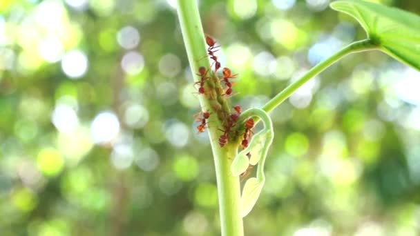 Mravenci Zelené Rostlinně Pozadí Uzavření — Stock video