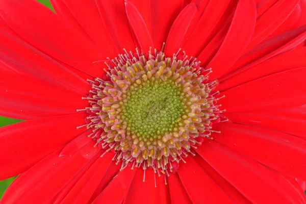 Red Gerber Daisy Flower — Stock Photo, Image