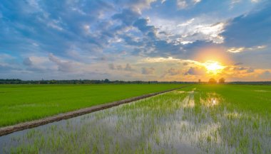 Çeltik tarlasında güzel bir günbatımı manzarası