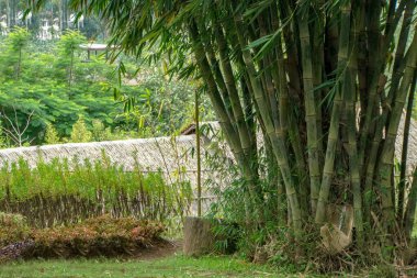 Bandung, Endonezya 'daki Bambu Ormanı