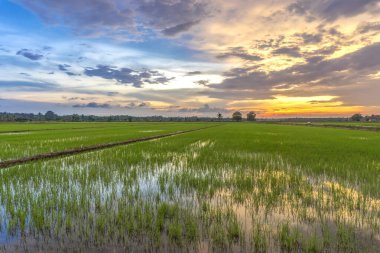 Çeltik tarlasında güzel bir günbatımı manzarası
