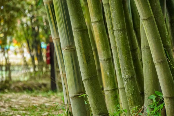 Floresta Bambu Bandung Indonésia — Fotografia de Stock