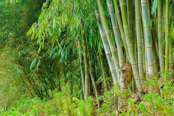 Floresta Bambu Bandung Indonésia — Fotografia de Stock