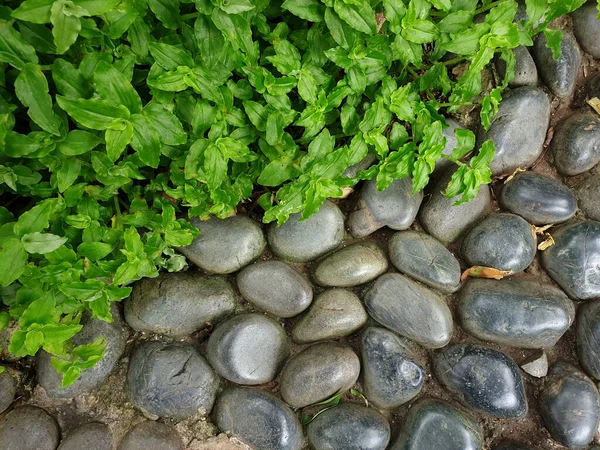 Fondo Abstracto Con Piedras Peeble Redondas — Foto de Stock