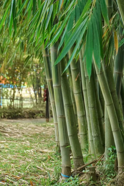 Floresta Bambu Bandung Indonésia — Fotografia de Stock