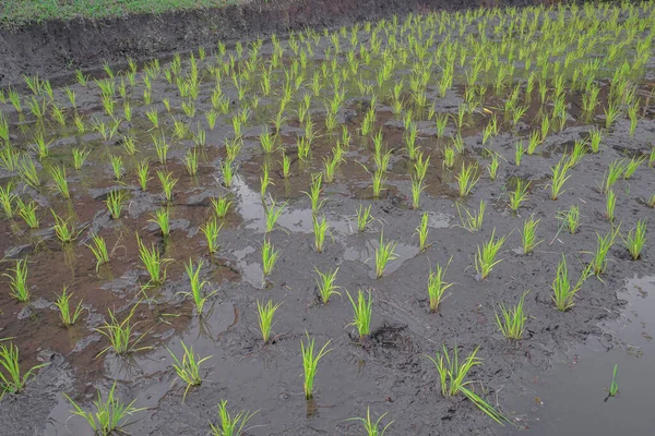 Πράσινο Ρύζι Paddy Στον Τομέα Της Φύσης Μικρά Σπορόφυτα — Φωτογραφία Αρχείου