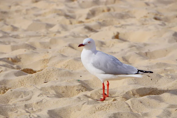 Schattig Zeemeeuw Zand — Stockfoto