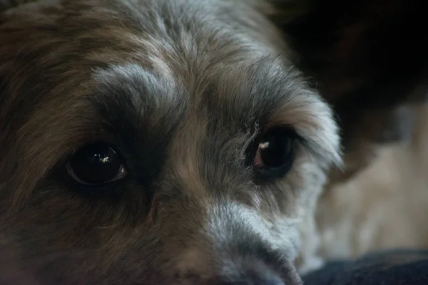 Çok üzgün bir köpek bir şey düşünüyor.