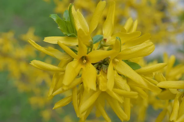 macro of a beautiful yellow flower in the city