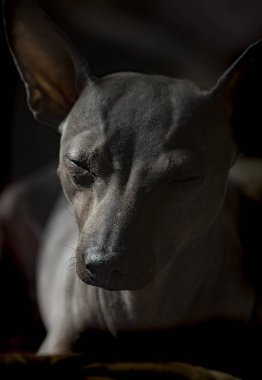 Yorgun oyuncaklar uyur ve köpekler de uyur