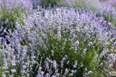 beautiful violet lavender flowers in field