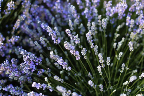 Nahaufnahme Von Schönen Lila Lavendelblüten Feld — Stockfoto