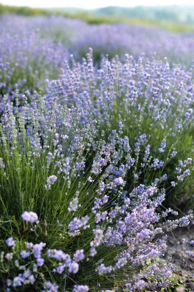 Blüten — Stockfoto