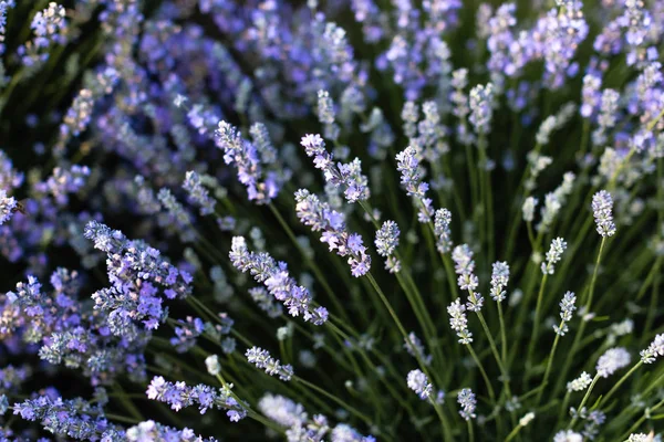 Close up of beautiful purple lavender flowers in field — Stock Photo