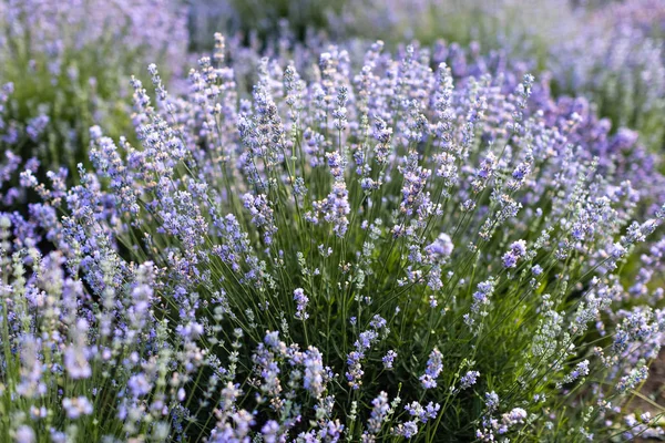 Beautiful violet lavender flowers in field — Stock Photo