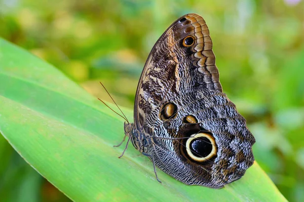 Exotic Giant Owl butterfly Caligo on leaf in tropical rainforest — Stock Photo, Image