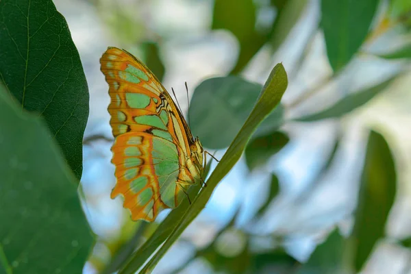 Tropical exotic Malachite butterfly or Siproeta stelenes — Stock Photo, Image