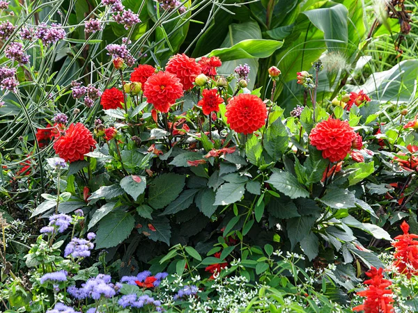 Czerwone kwiaty Dahlia jesienią kwietniki podwórko — Zdjęcie stockowe