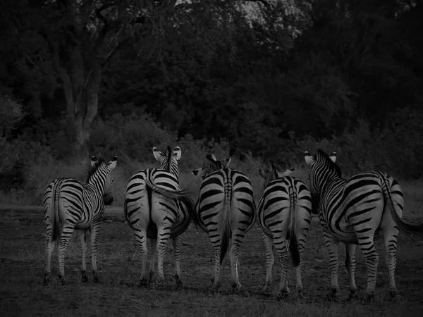 Zebras Black White — Stock Photo, Image