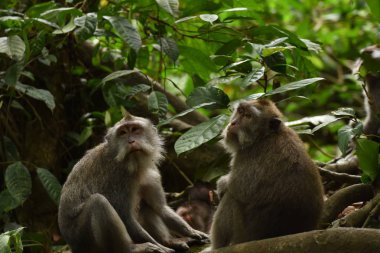         Meraklı maymun turist parkta çalışma. Bali 2018