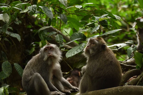         Meraklı maymun turist parkta çalışma. Bali 2018