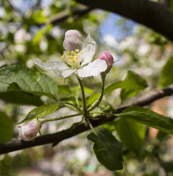 İlkbaharda çiçek açması elma 