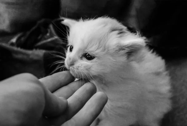 Anak Kucing Kecil Yang Ditinggalkan Stok Gambar