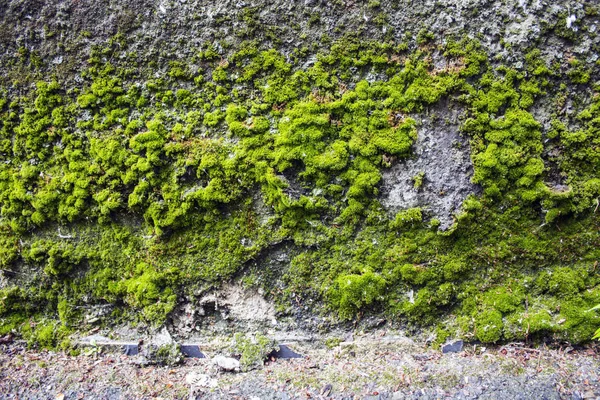 Yeşil yosun desenli eski gri taş duvar
