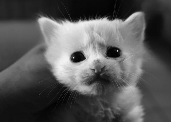 Evsiz bir kediye yardım ediyorum. 