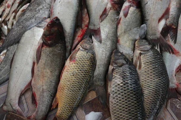 Buzda taze balık. Taze deniz ürünleri..