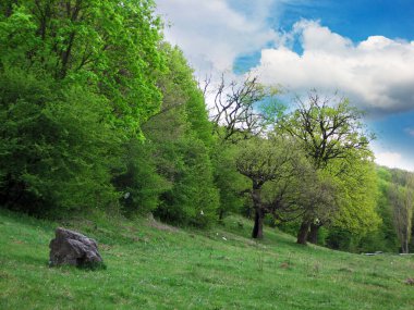 Yaz yeşili orman manzarası