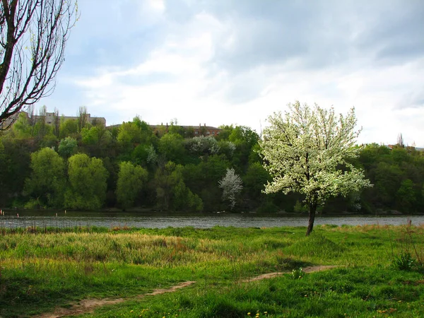 Yaz yeşili orman manzarası