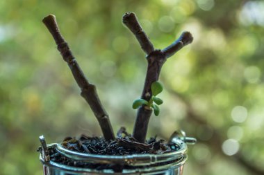 Etli bitki yeniden büyümeye
