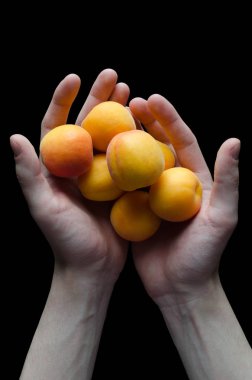 Siyah arka plan üzerinde birden fazla kayısı Holding eller