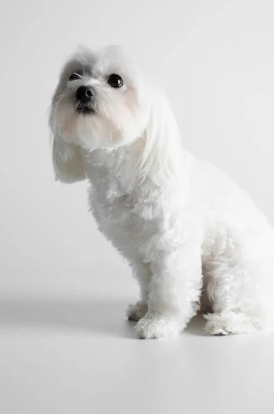 Maltese Dog White Background — Stock Photo, Image