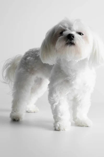 Maltese Dog White Background — Stock Photo, Image
