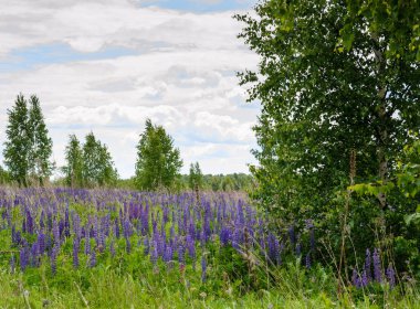 bir yaz alanı ağaçları ile mavi çiçekler