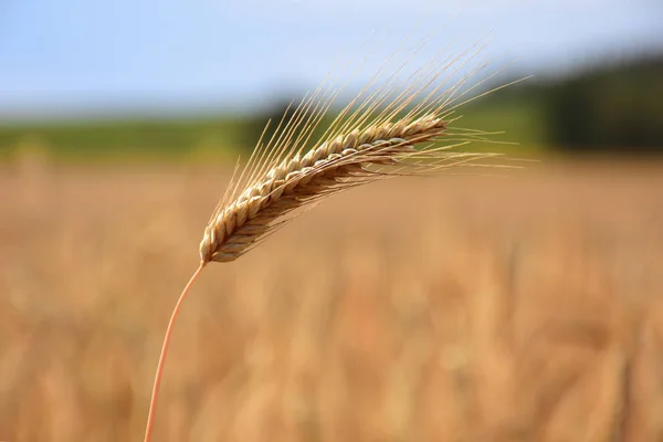 Ripe ears of grain, field crops in August before harvest